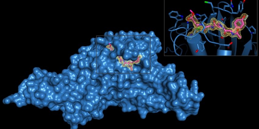 The SARS-CoV-2-PLpro enzyme with inset of viral inhibitor interaction.