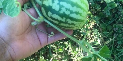 small watermelon grows on vine.